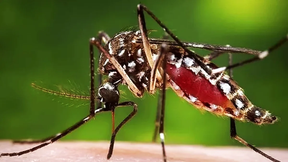 ডেঙ্গুতে আরও ১১ মৃত্যু, হাসপাতালে ভর্তি  ছাড়াল ২ হাজার