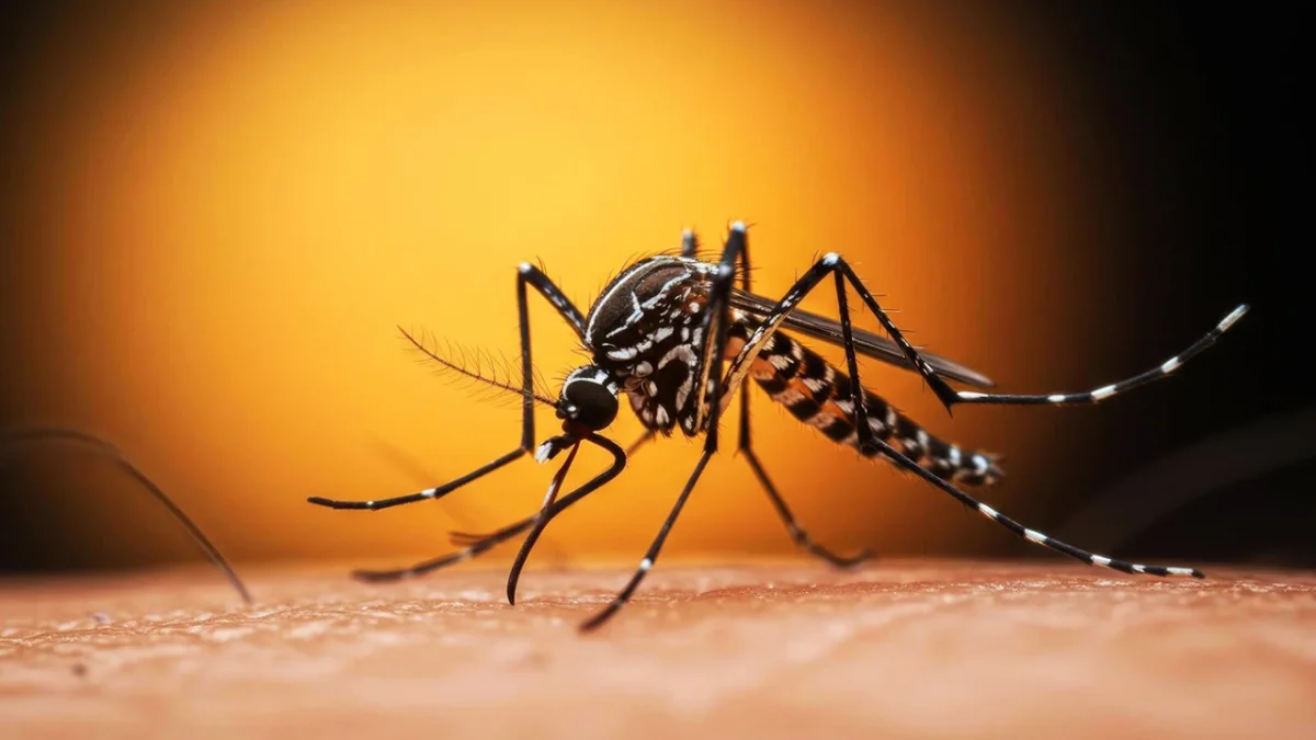 ডেঙ্গুতে এক দিনে আরও ৯ জনের মৃত্যু