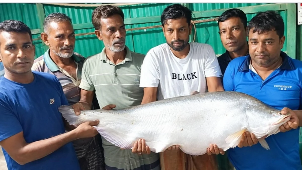নদীতে বড়শিতে মিলল ১৩ কেজির চিতল, ১১ হাজার ৪৭৫ টাকায় বিক্রি